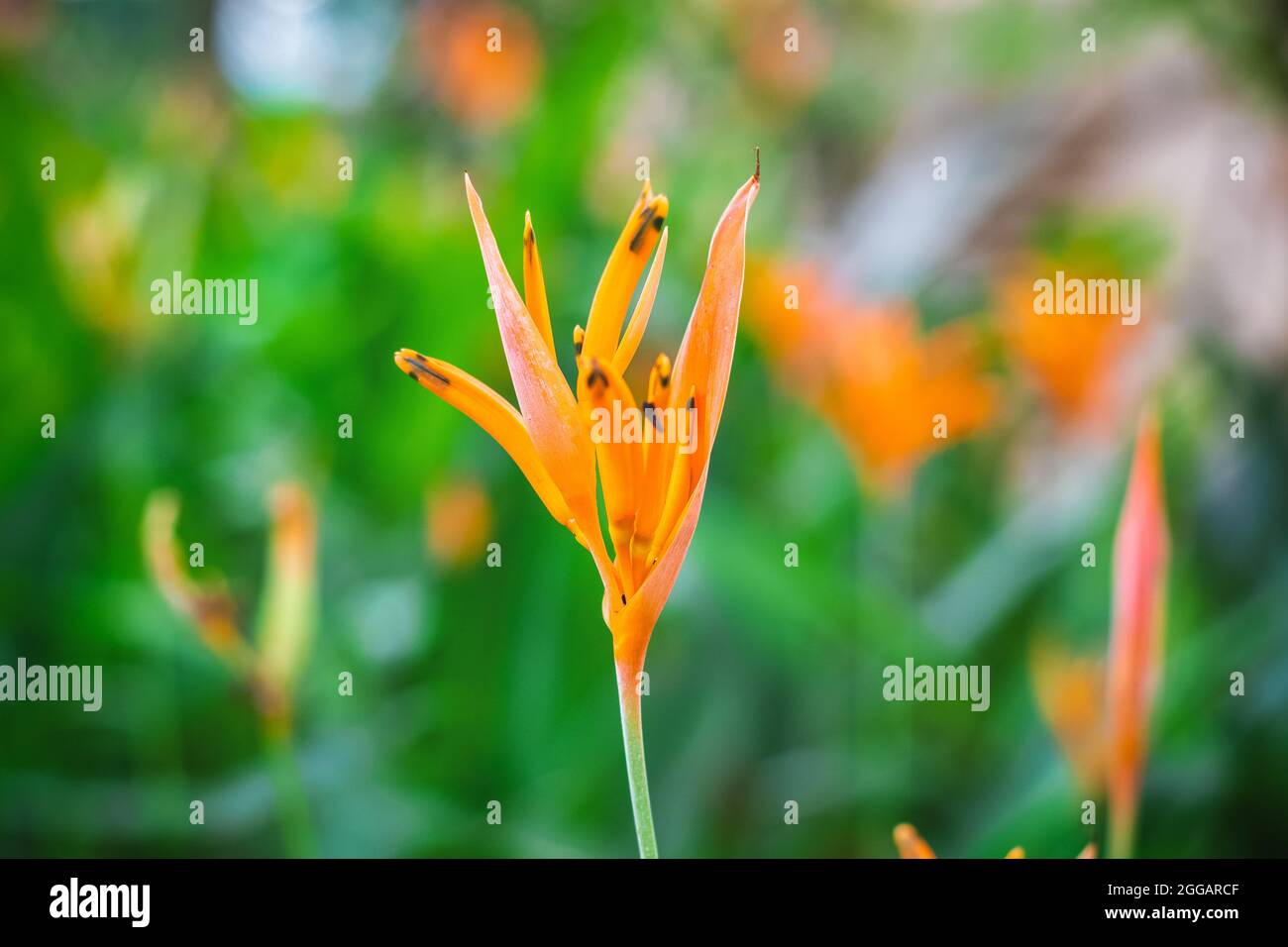 Primo piano del fiore di Heliconia psittacorum (fiore del parakeet) Foto Stock