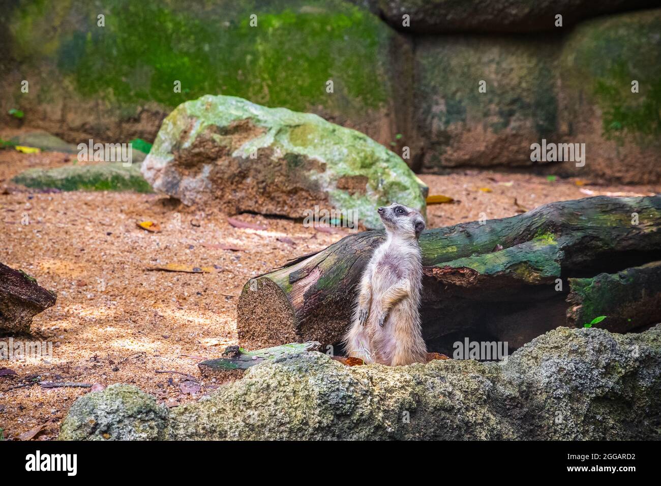 Curioso meerkat nello zoo di Singapore Foto Stock