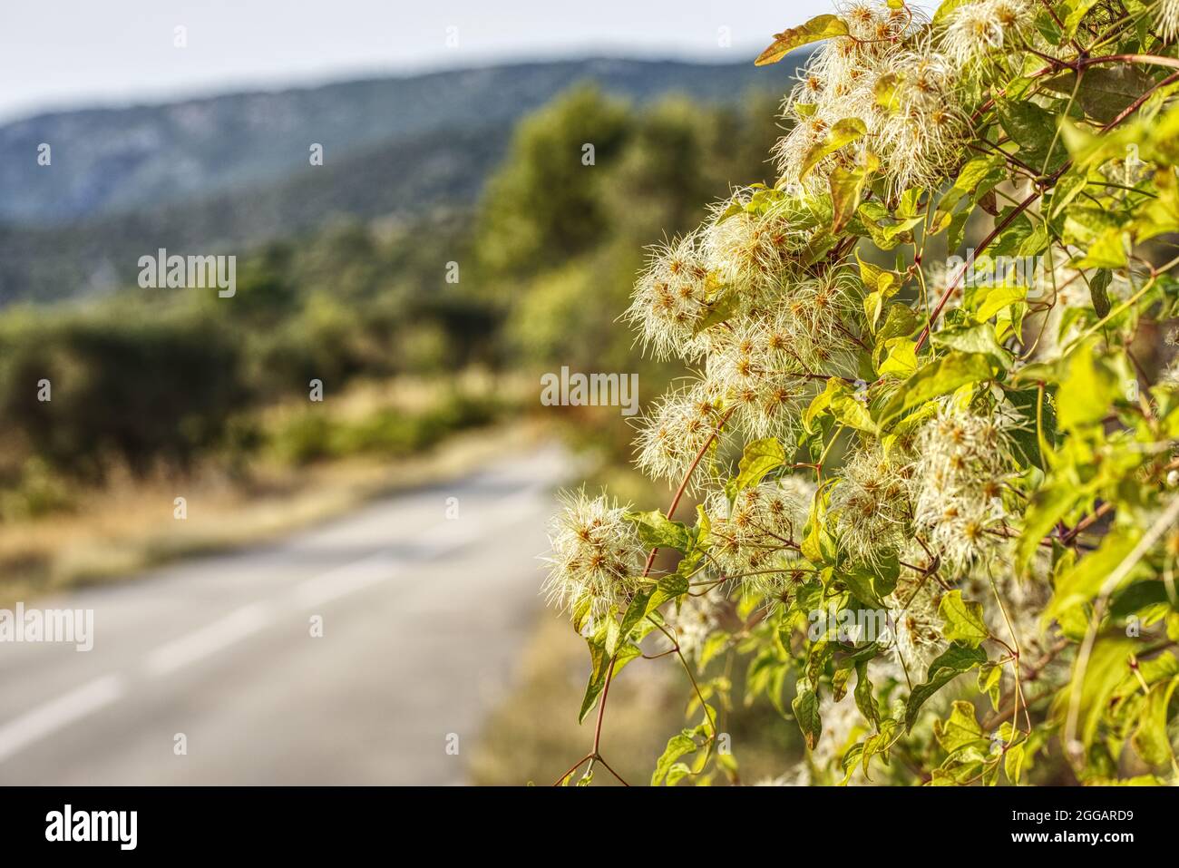 vista panoramica di una strada in avanti sull'isola di cres Foto Stock