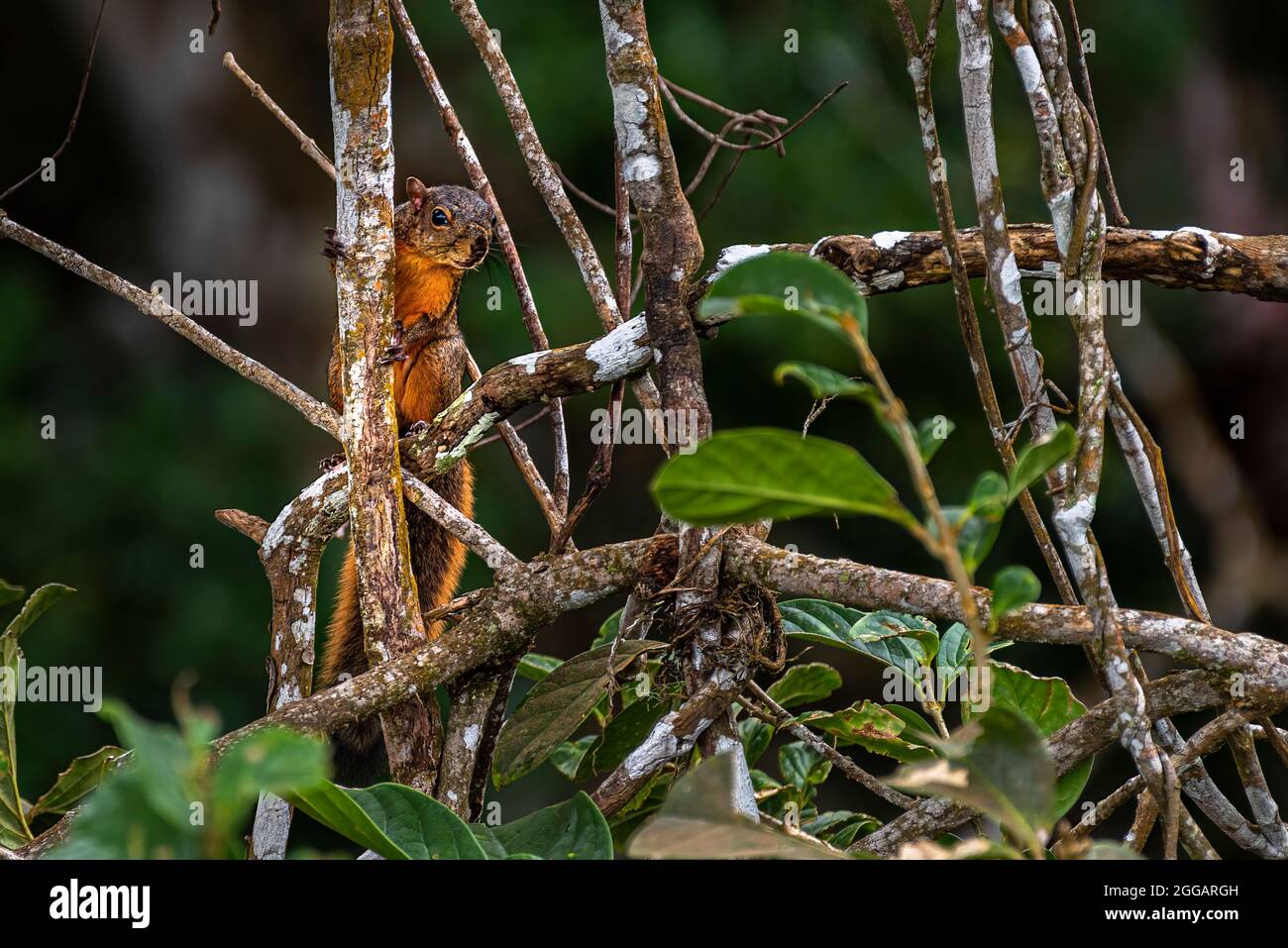 Immagine di scoiattolo dalla coda rossa scattata nella foresta pluviale di Panama Foto Stock
