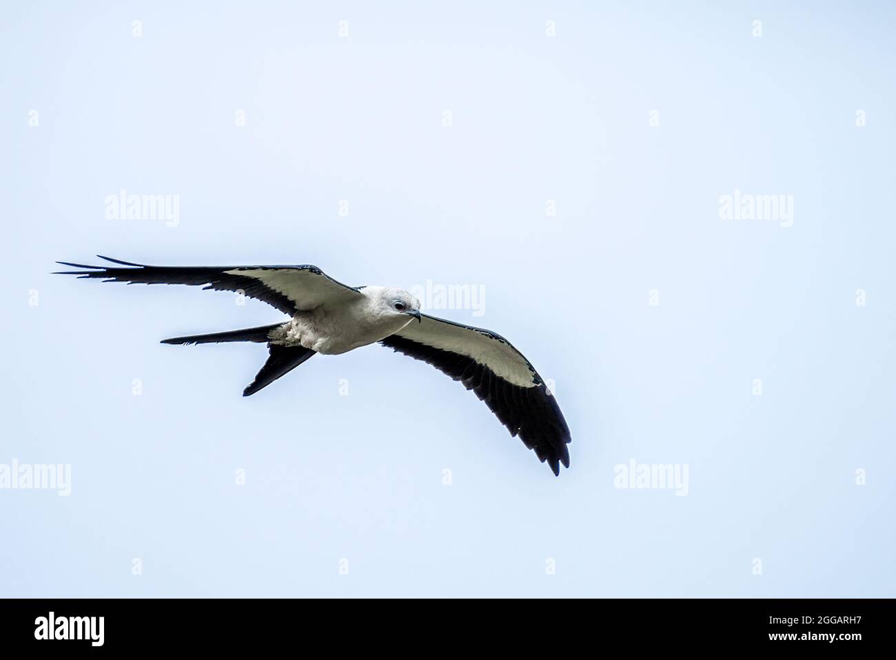 Aquilone con coda di rondine che scivola nel vento Foto Stock