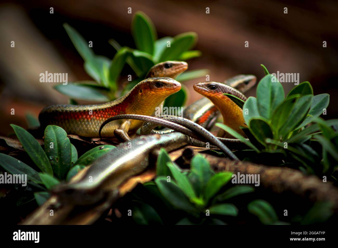 Lucertole che giocano nel fogliame Foto Stock