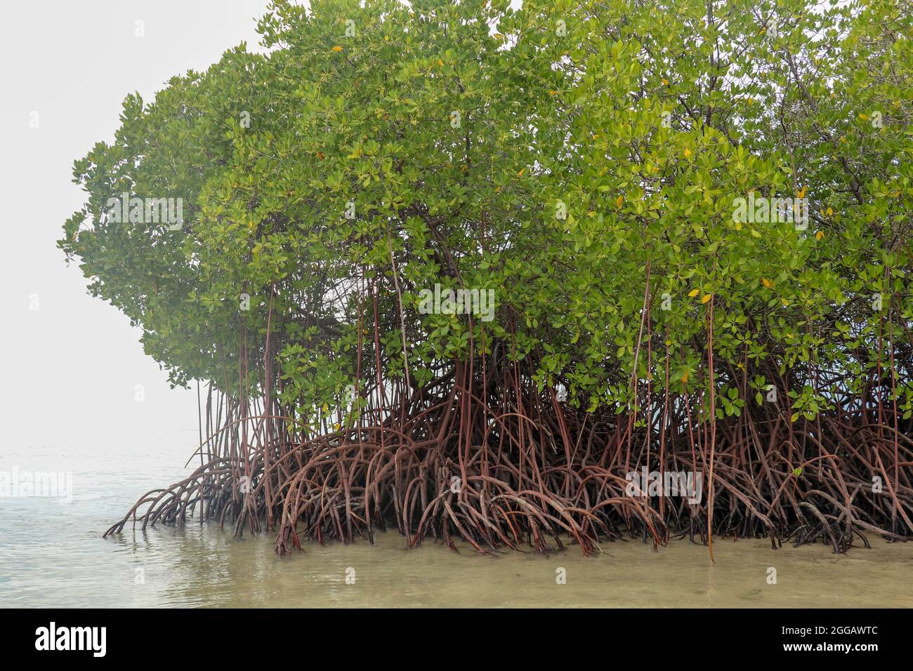 Mangrovie in acque poco profonde dell'Oceano Indiano. Radici di mangrovie  verdi arbusti sopra il livello del mare a bassa marea tempo. Cielo coperto  con le nuvole panoramiche nel bac Foto stock -