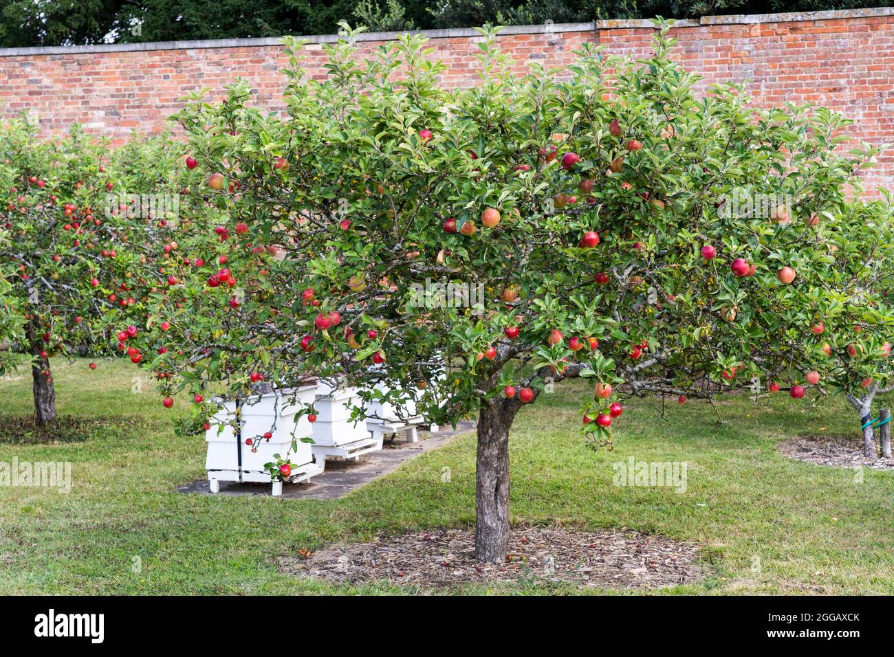 Un frutteto di mele che cresce nei giardini georgiani recintati, uno dei più grandi giardini murati d'Europa, Croome Court, Regno Unito Foto Stock Un frutteto di mele che cresce nei giardini georgiani recintati, uno dei più grandi giardini murati d'Europa, Croome Court, Regno Unito Foto Stock