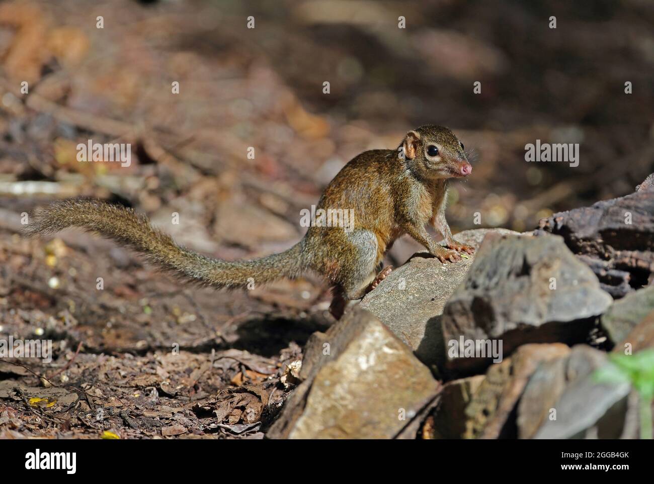 Treeshrew settentrionale (Tupaia belangeri) adulto in piedi su cumulo di rocce Kaeng Krachen, Thailandia Maggio Foto Stock