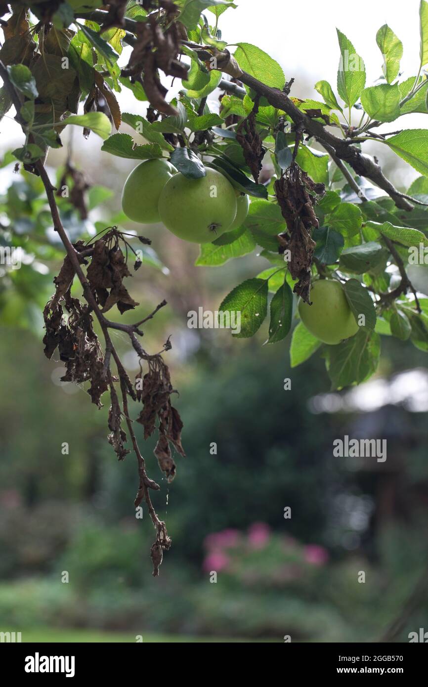 Canker di mele Neonectria ditissima (syn. Neonectria galligena, NECTRIA galligena) che mostra parti morte di rami e ramoscelli e frutti di spur su un app Foto Stock