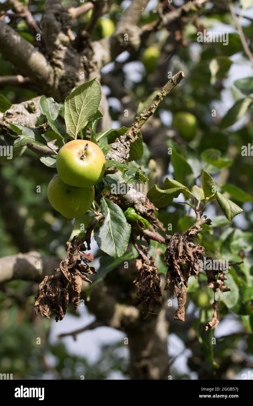 Canker di mele Neonectria ditissima (syn. Neonectria galligena, NECTRIA galligena) che mostra parti morte di rami e ramoscelli e frutti di spur su un app Foto Stock