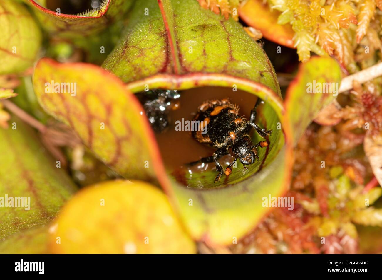 Un coleottero comune (Nicrophorus vespilloides) intrappolato in una pianta di carnivore, su una palude, Regno Unito Foto Stock