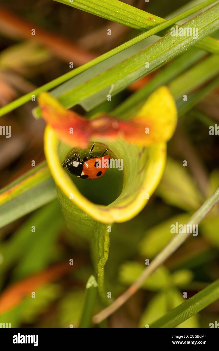 Un ladybird (ladybug) intrappolato in una pianta di carnitro, una pianta carnivora, su una palude, Regno Unito Foto Stock