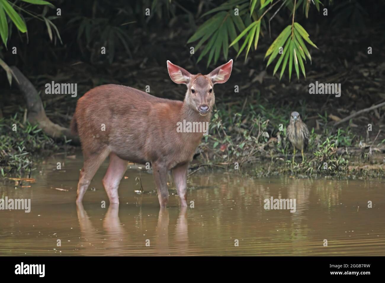Sambar (Cervus unicolor) ed Erone striato (Butorides striatus javanicus) pegno in piedi nella foresta vwater-hole guardato dall'erone Kaeng Krachan NP, tailandese Foto Stock