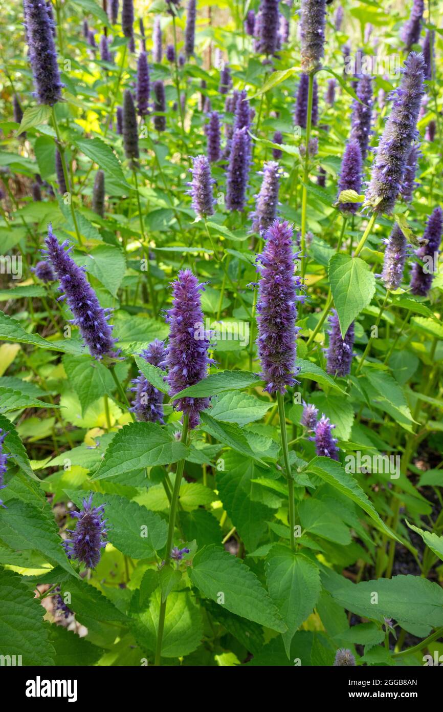 Agastache rugosa in fiore viola, menta coreana nel campo Foto Stock