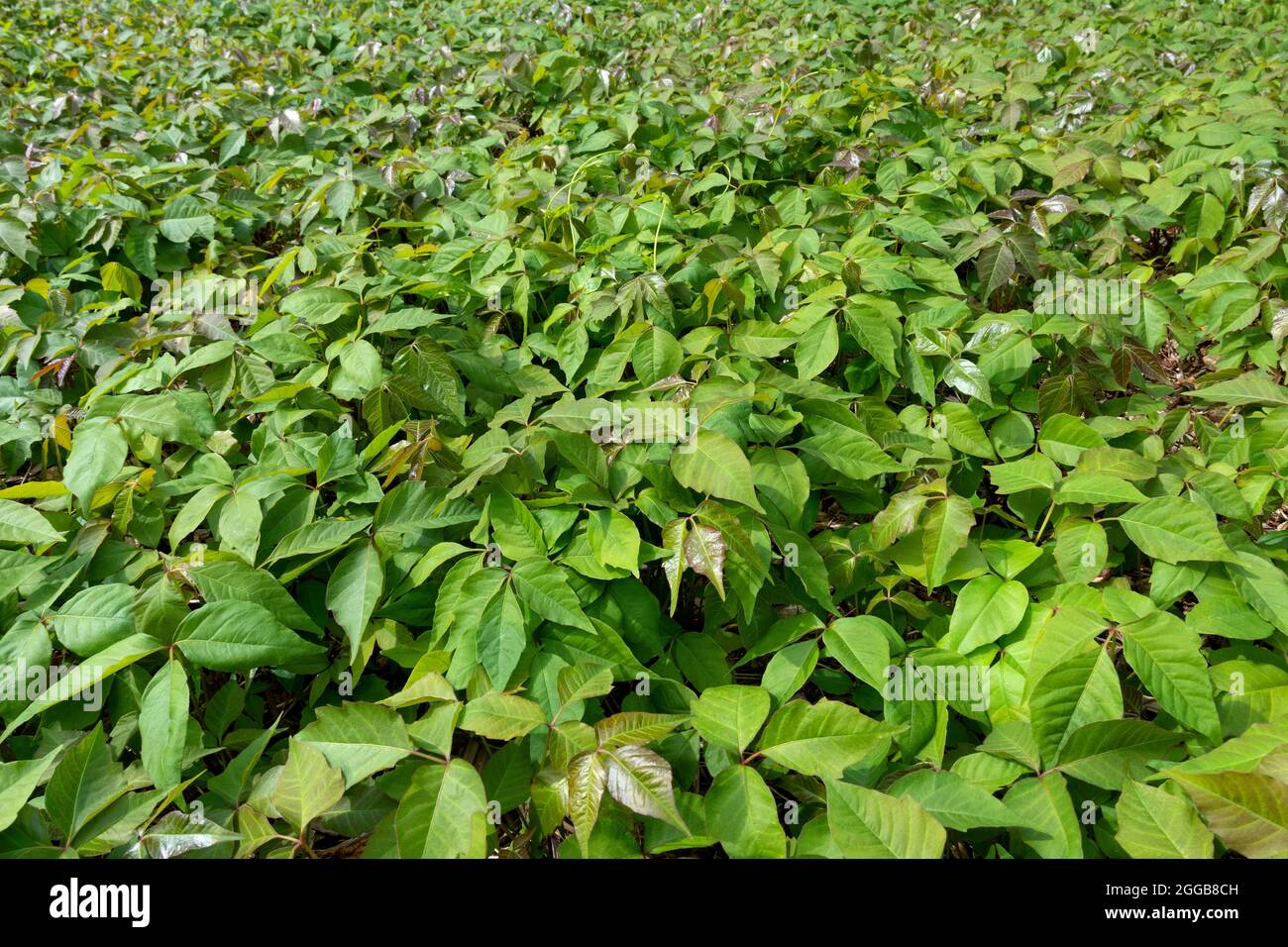 Campo con radici Toxicodendron, comunemente noto come edera di veleno orientale, coltivato e usato come medicina omeopatica Foto Stock