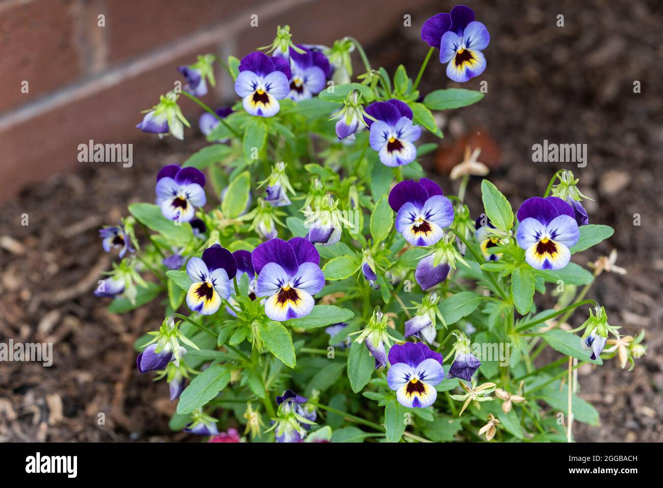 Pansy ibrido Viola F1 piante con fiori viola, blu e giallo tricolore fioriti in un giardino inglese nel mese di agosto Foto Stock