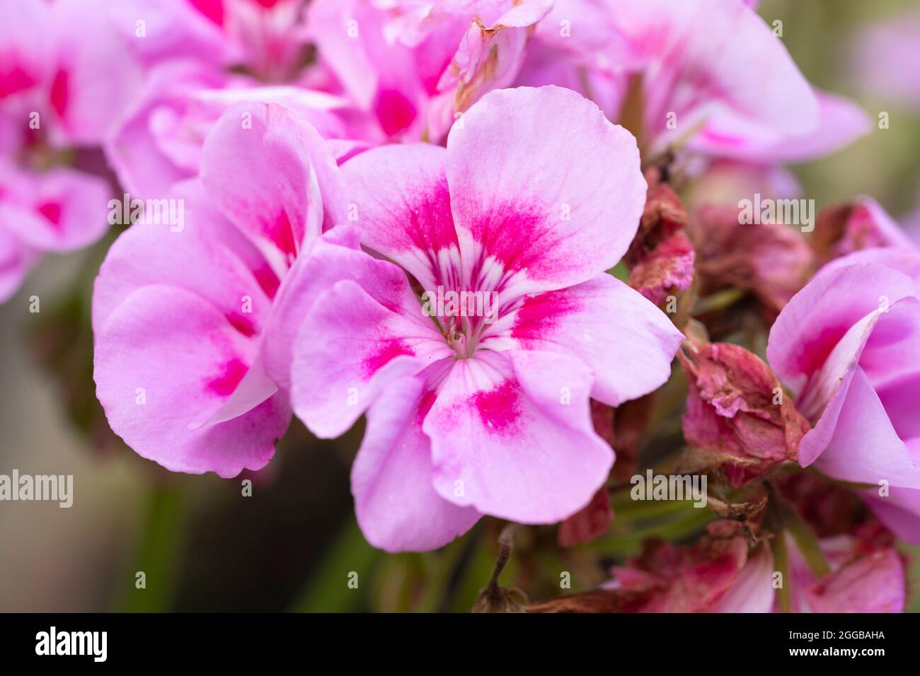 Primo piano su Geranium Pelargonium Zonale - Tango Bravo Serie Rosa chiaro - con fiori di petali rosa pallido. Fioritura in agosto, Inghilterra Foto Stock
