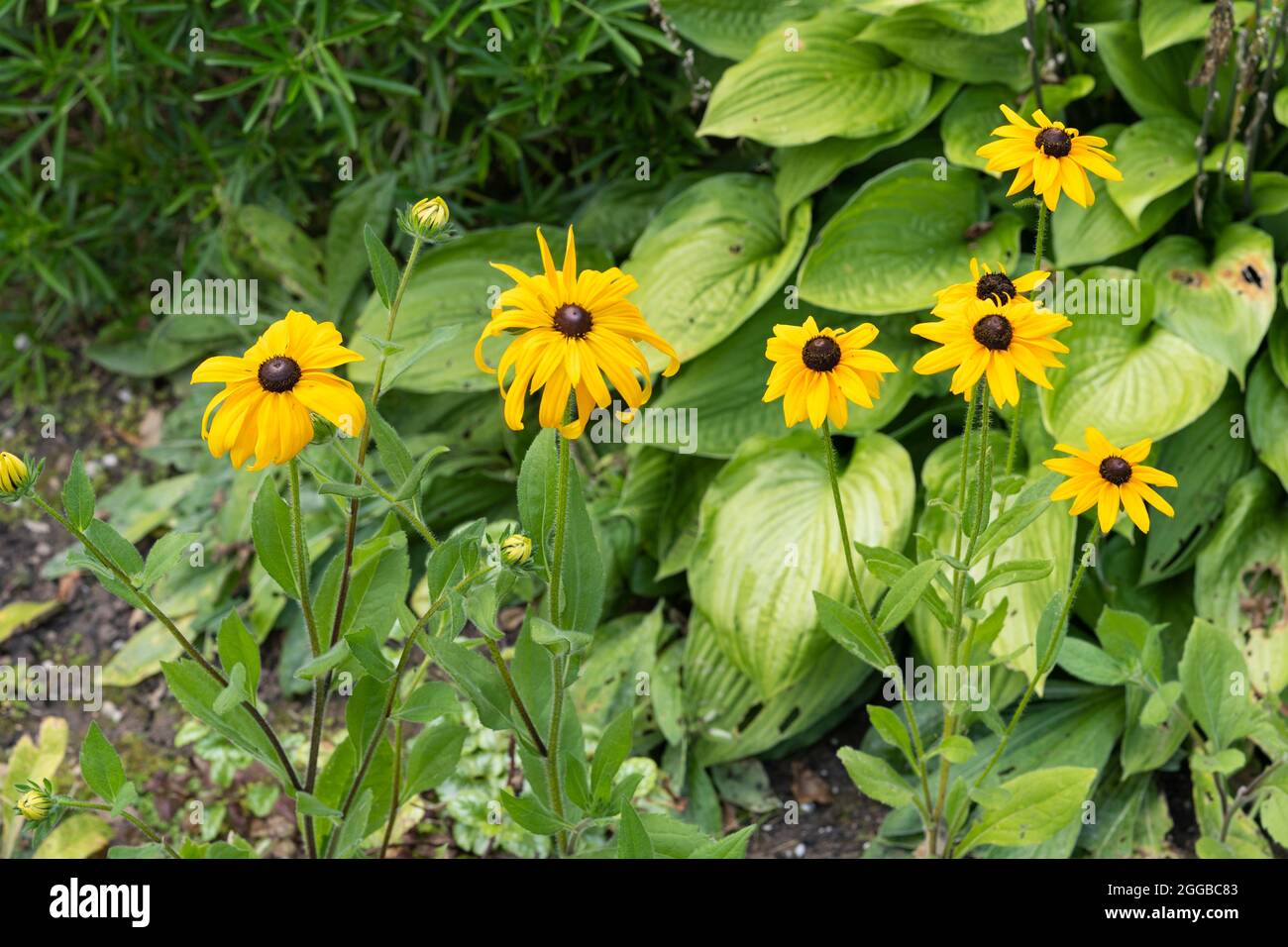 Fiori di susan dall'occhio nero, Rudbeckia fulgida var. Sullivantii 'Goldsturm, fiorito in un giardino inglese nel Worcestershire a fine agosto, Regno Unito Foto Stock
