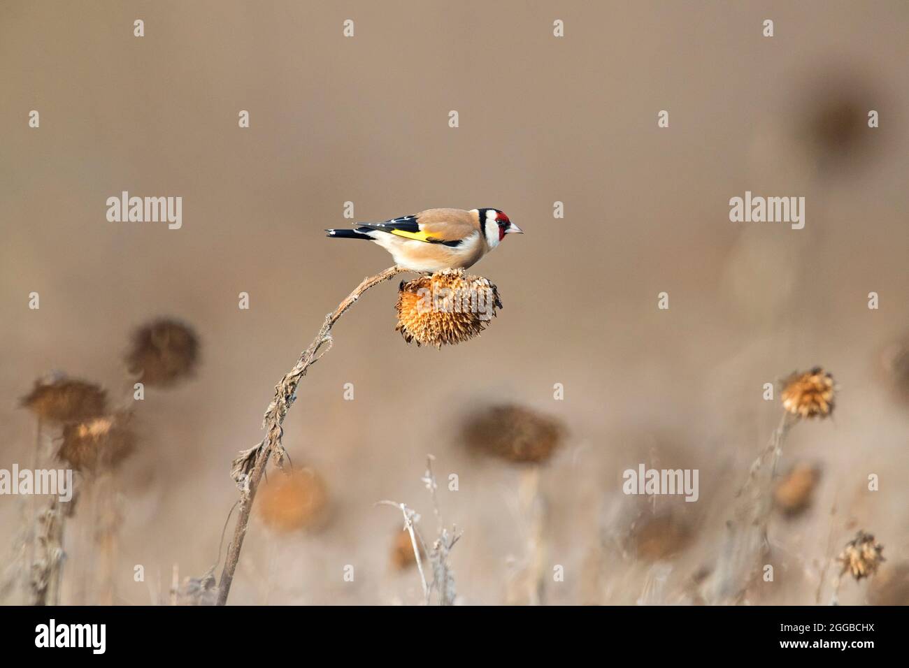 Carduelis carduelis (carduelis carduelis) foraggio in campo di girasole in inverno Foto Stock