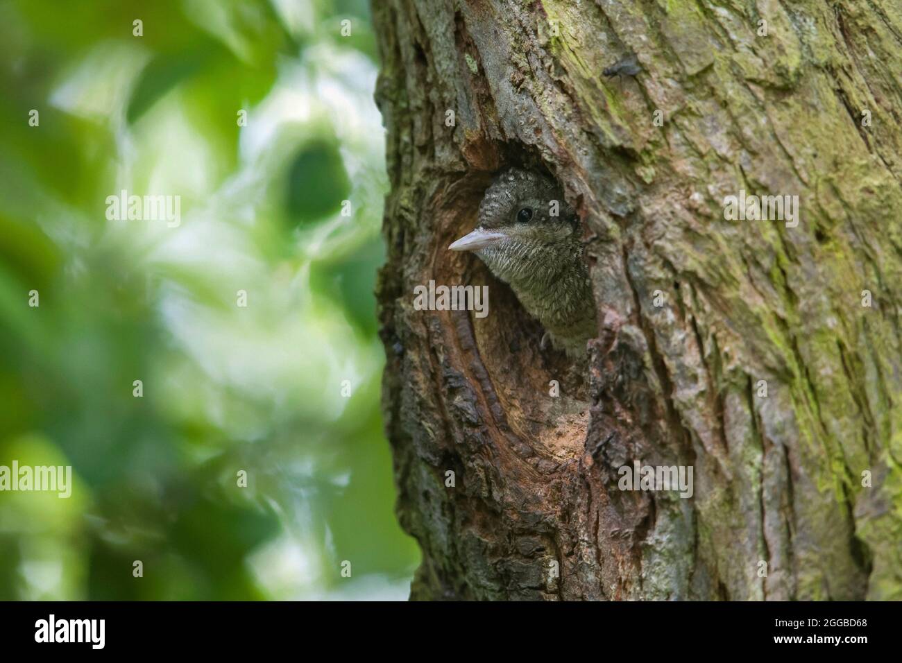 Collo di rione Eurasiano / collo di rione settentrionale (torquilla Jynx) giovane / nestling / cazzo guardando dal nido buco in albero nella foresta in primavera Foto Stock