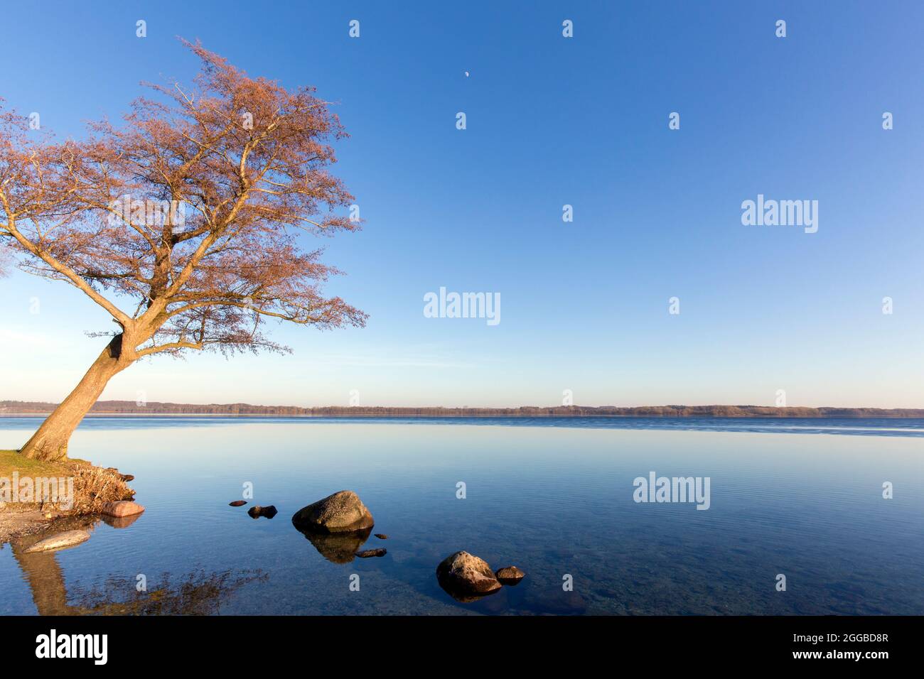 Albero sulla riva di Großer Plöner See / Grande Lago Plön / Lago Plön / Grosser Ploener See in inverno, Schleswig-Holstein, Germania Foto Stock