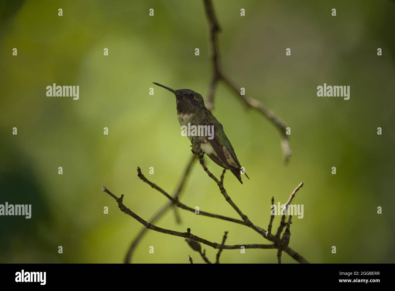 Un piccolo colibrì gettato di rubino giovane arroccato su un ramoscello su un ramo di albero vista laterale retroilluminato dal primo piano della luce del sole Foto Stock