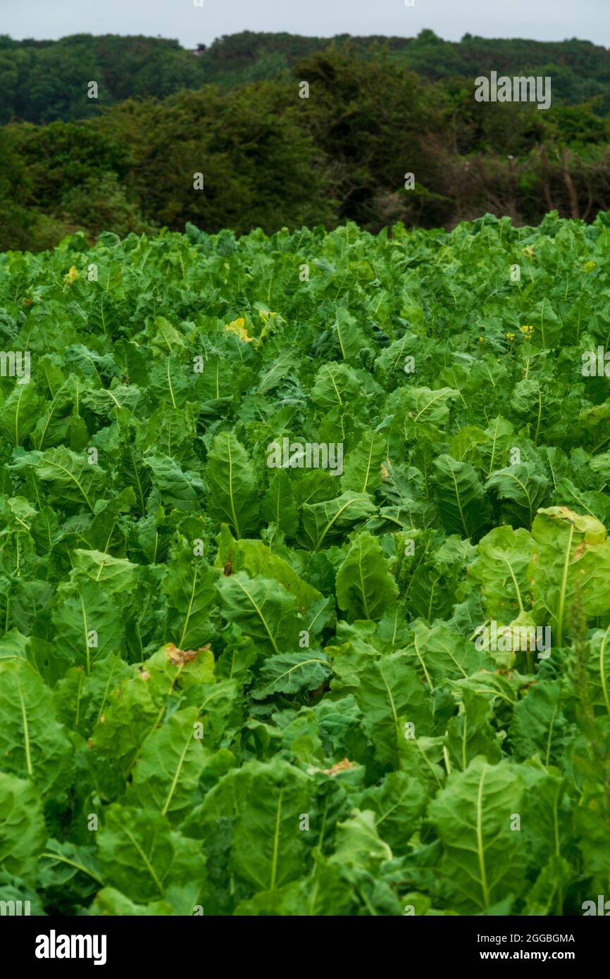 Impianti di barbabietole da zucchero nel campo Norfolk UK Foto Stock