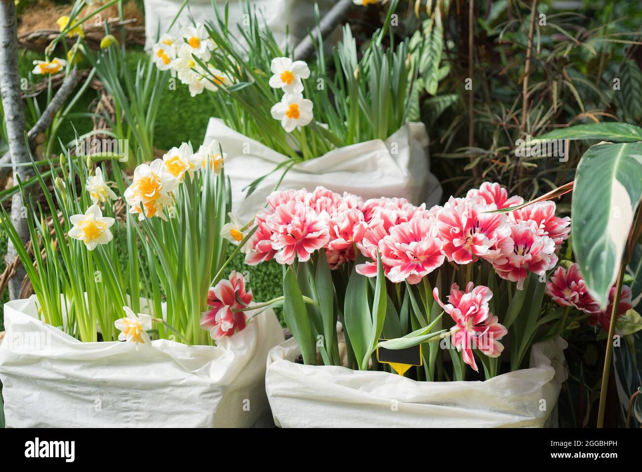 Tulipani e narcisi doppi bianchi e rosa crescono in vasi di fiori in una serra. Concetto di floricoltura. Foto Stock