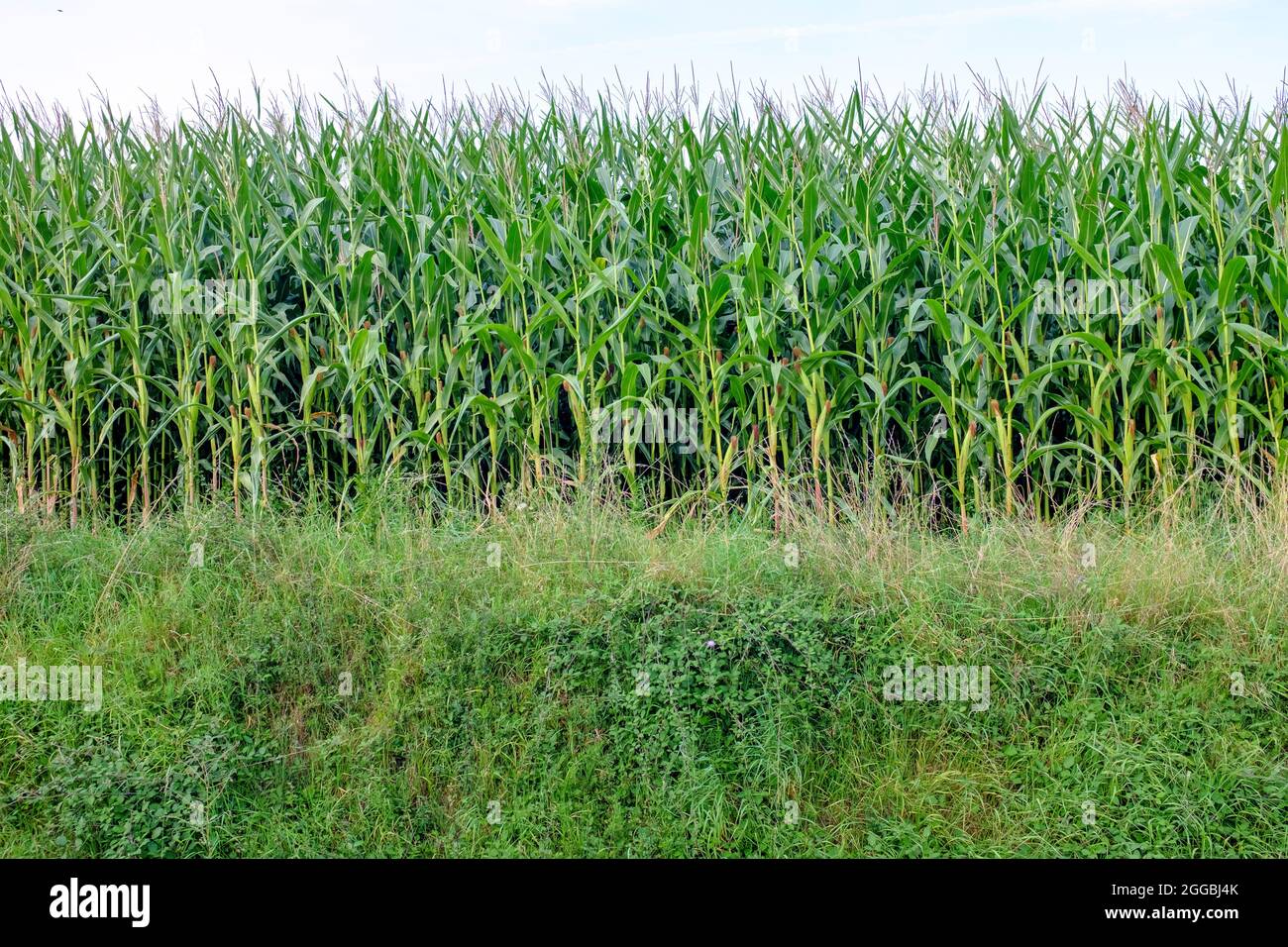 Campo di grano in estate a San Medar en Forez nella regione Rhone-Alpes della Francia Foto Stock