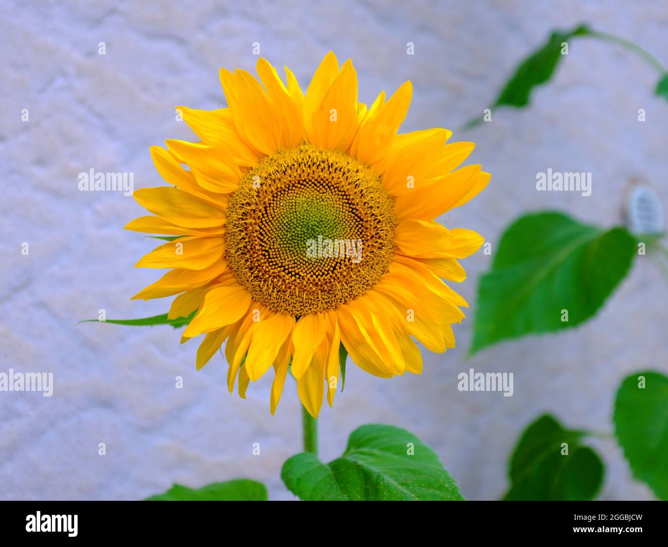 Testa di girasole che cresce di fronte al giardino bianco muro di casa in Francia Foto Stock