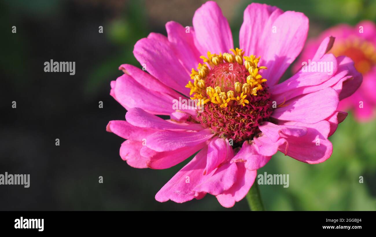 OLYMPUS FOTOCAMERA DIGITALE - primo piano del fiore rosa su una pianta zinnia che cresce in un aiuole. Foto Stock