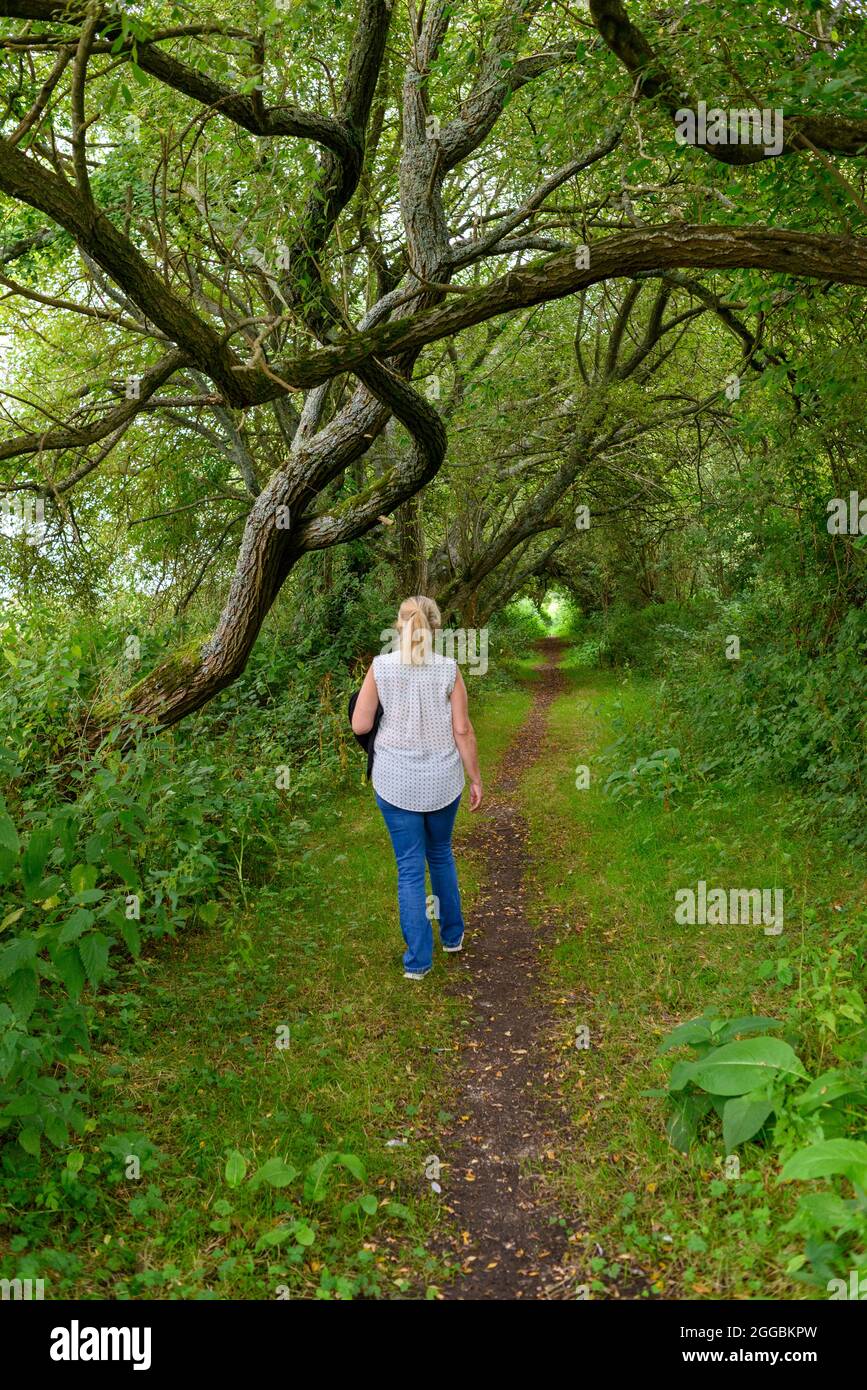 Donna che cammina lungo un sentiero di campagna attraverso gli alberi e in un tunnel di alberi Foto Stock