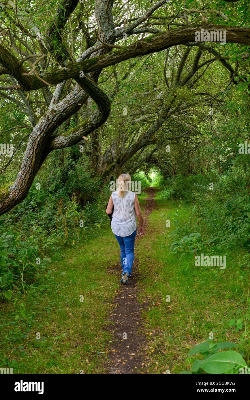 Donna che cammina lungo un sentiero di campagna attraverso gli alberi e in un tunnel di alberi Foto Stock