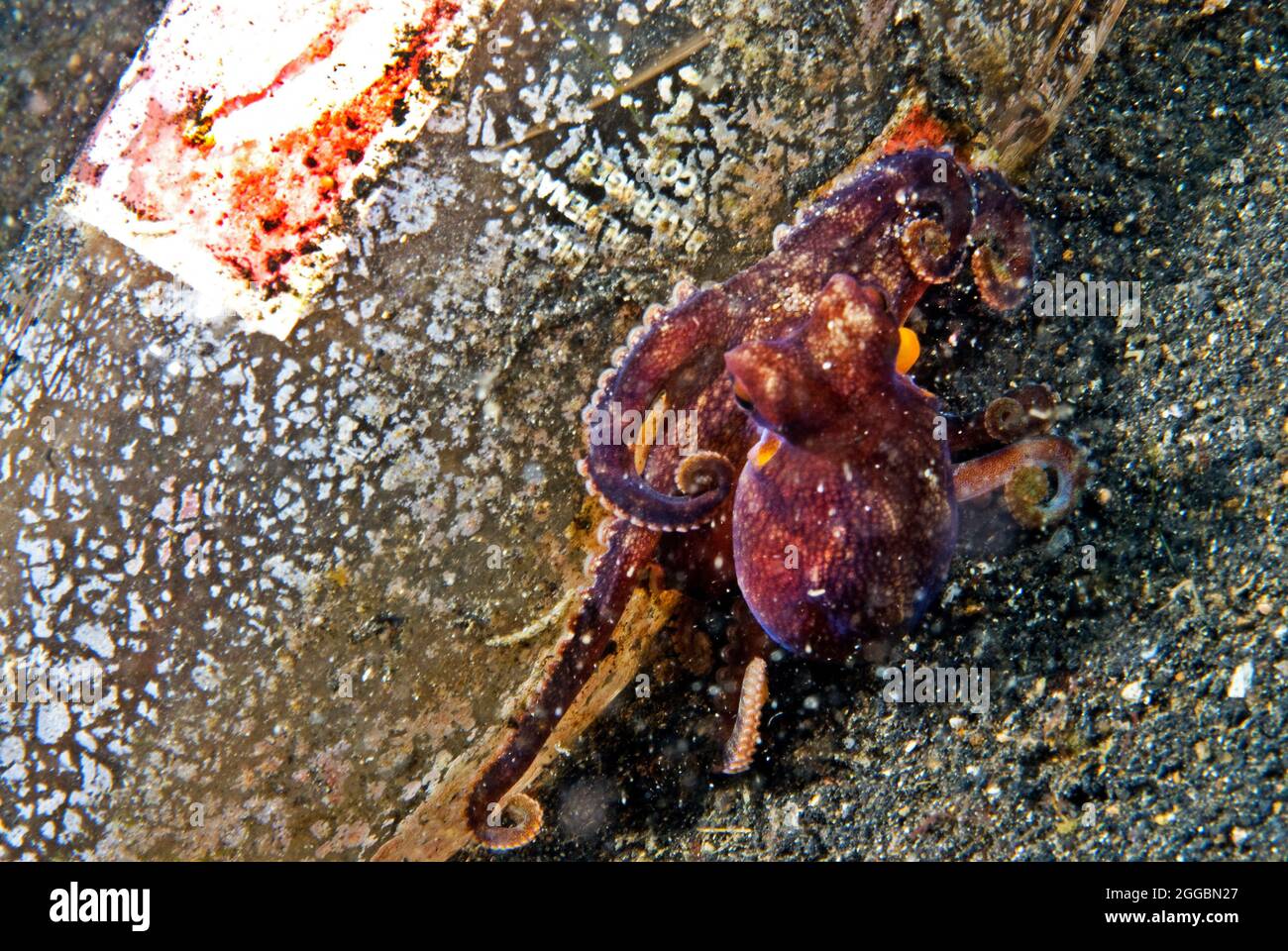 Polpo sulla sua bottiglia di coke lair in immersione notturna, Lembeh stretto, Sulawesi, Indonesi Foto Stock