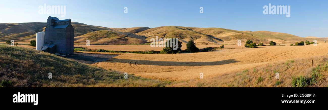 Campo di rolling wheatfield nella regione di Palouse dello stato orientale di Washington, Stati Uniti Foto Stock