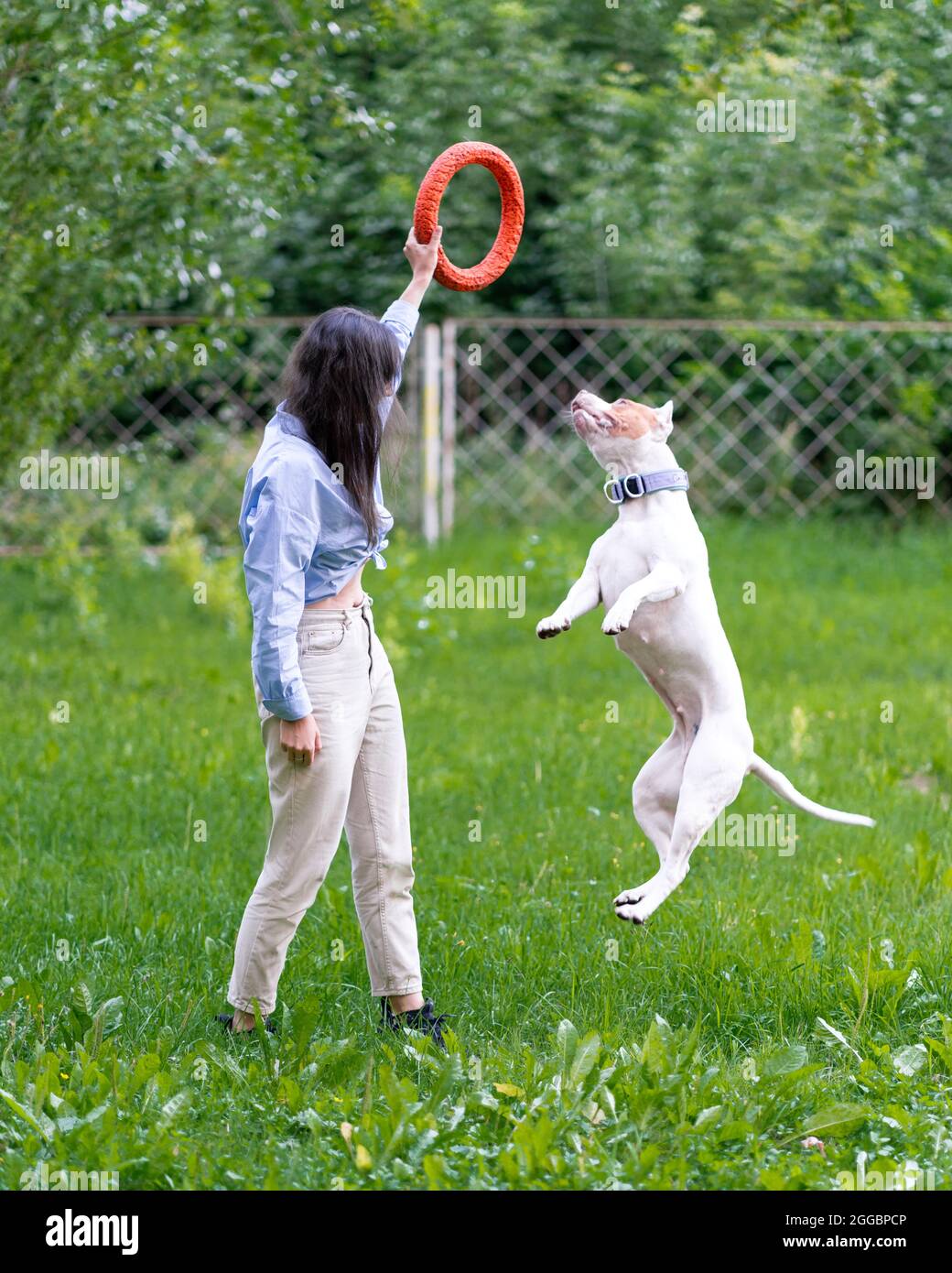 Donna senza volto bruna che gioca con american pitbull terrer con cerchio in parco. Salto con il cane Foto Stock