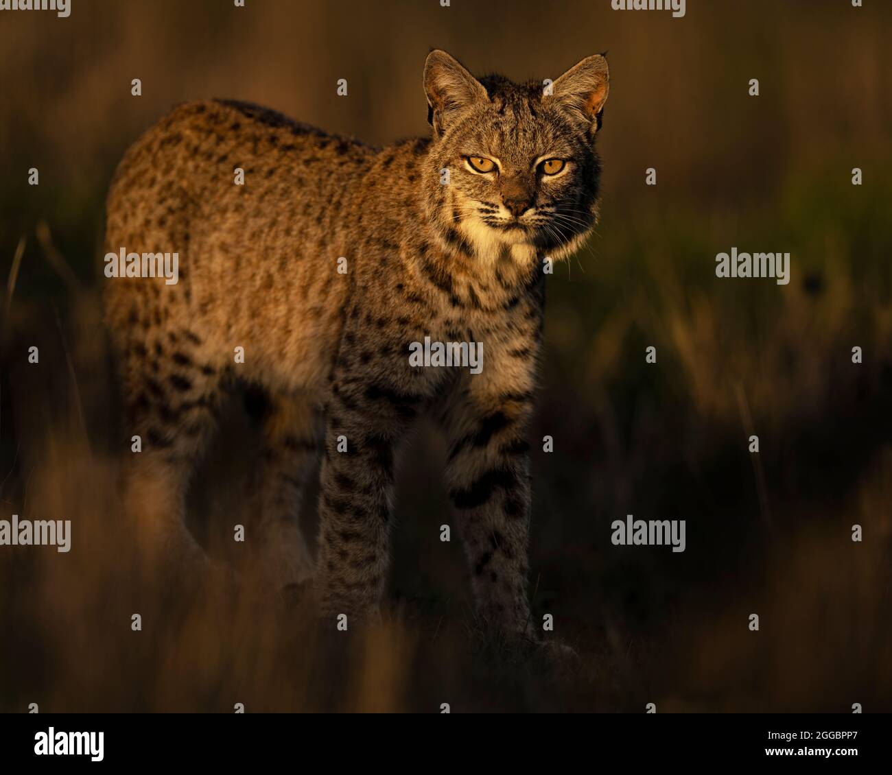Bobcat Foto Stock