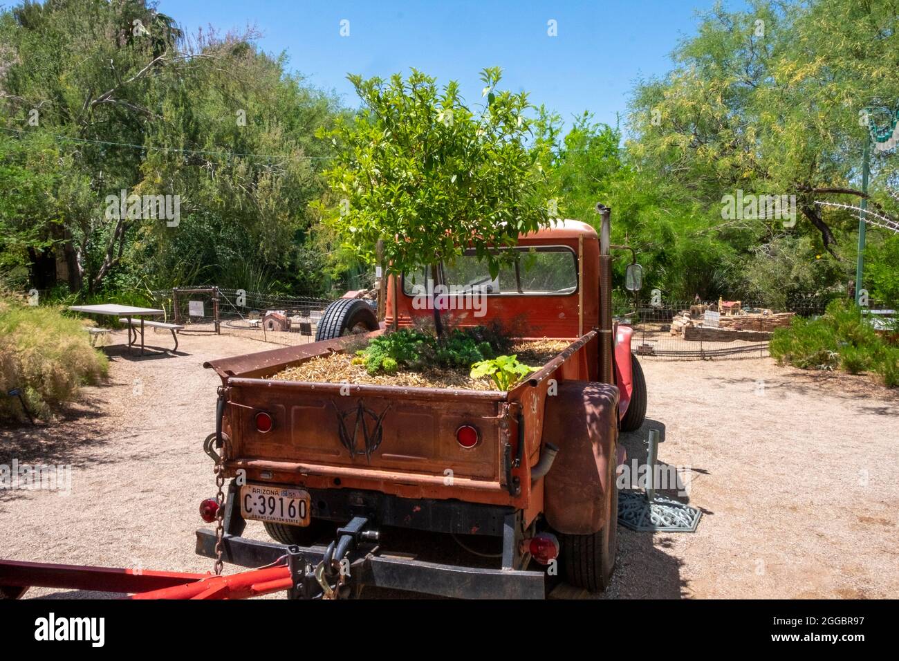 Un albero cresce in un vecchio letto di camion al Tucson Botanical Garden, Tucson, Arizona, USA Foto Stock