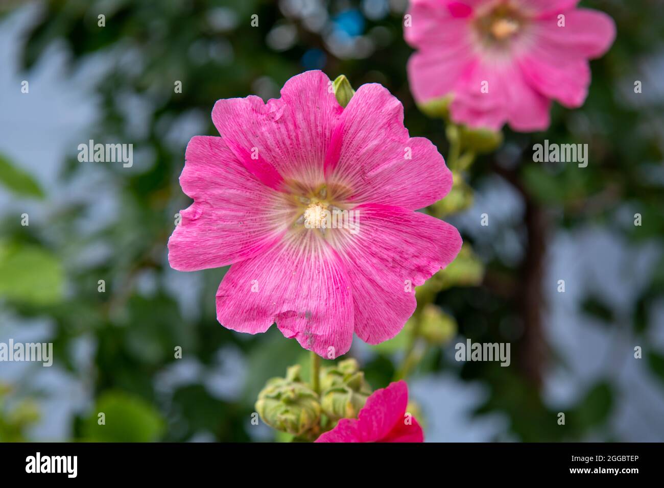 pianta erbacea con grandi fiori rosa luminosi Foto Stock