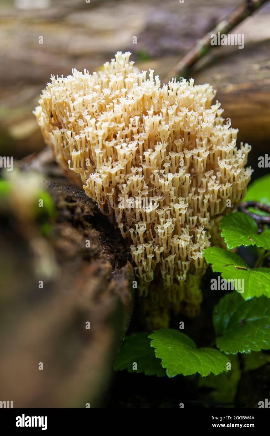 Famiglia di funghi porcini o di artomyces pyxidatus commestibili beige che crescono su un abeto caduto in una foresta lettone scura Foto Stock