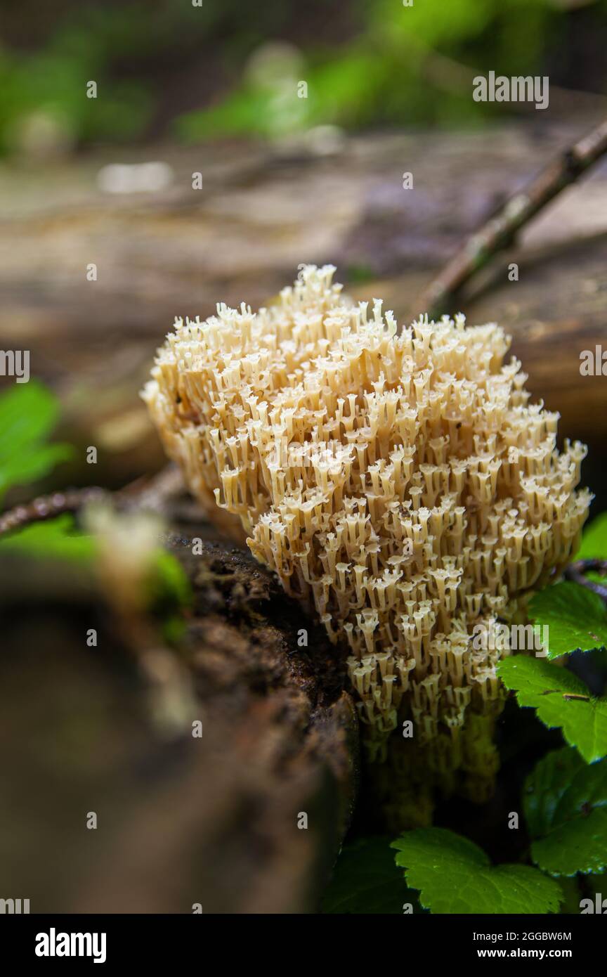 Famiglia di funghi porcini o di artomyces pyxidatus commestibili beige che crescono su un abeto caduto in una foresta lettone scura Foto Stock