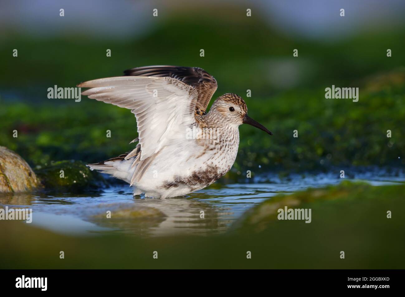 Un Dunlin adulto (Calidris alpina) in piombatura di allevamento su una spiaggia sull'isola Ebridea esterna di Nord Uist, Scozia Foto Stock