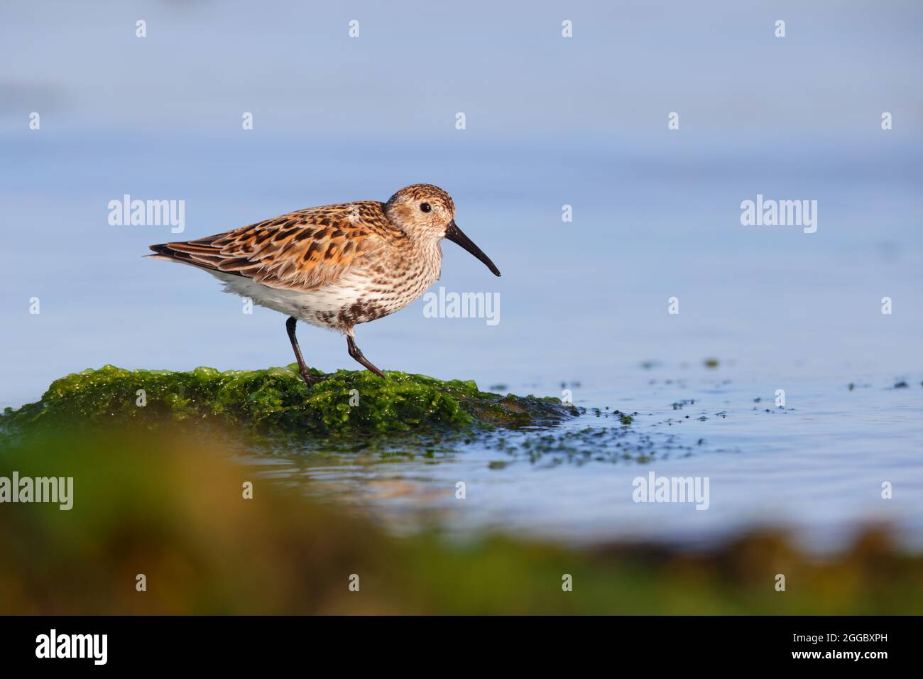 Un Dunlin adulto (Calidris alpina) in piombatura di allevamento su una spiaggia sull'isola Ebridea esterna di Nord Uist, Scozia Foto Stock