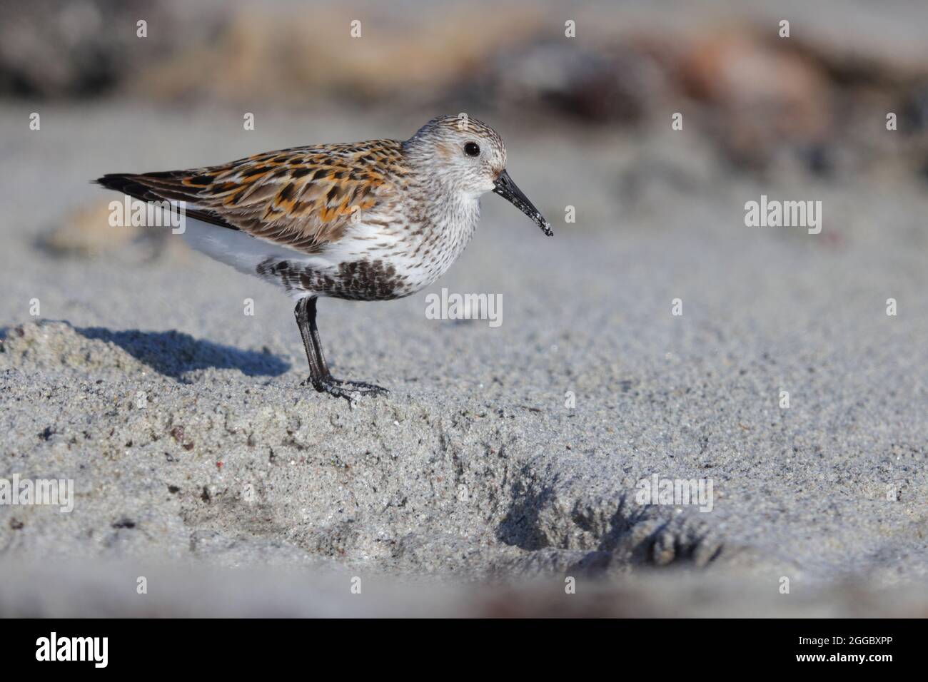 Un Dunlin adulto (Calidris alpina) in piombatura di allevamento su una spiaggia sull'isola Ebridea esterna di Nord Uist, Scozia Foto Stock