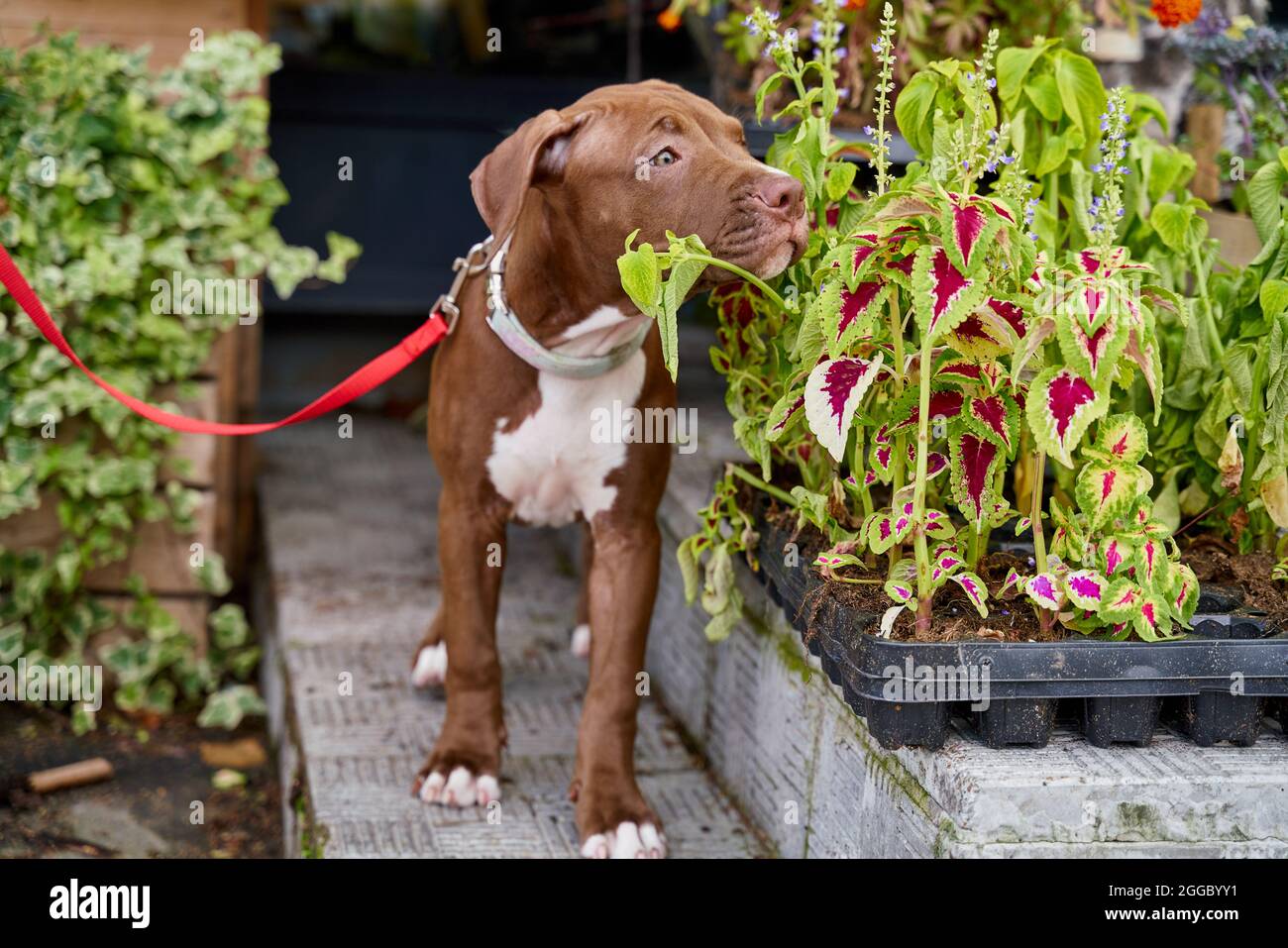 Cucciolo americano pitbull terrrier sul guinzaglio fiori odore in aiuole. Passeggiate con il cane in giardino Foto Stock
