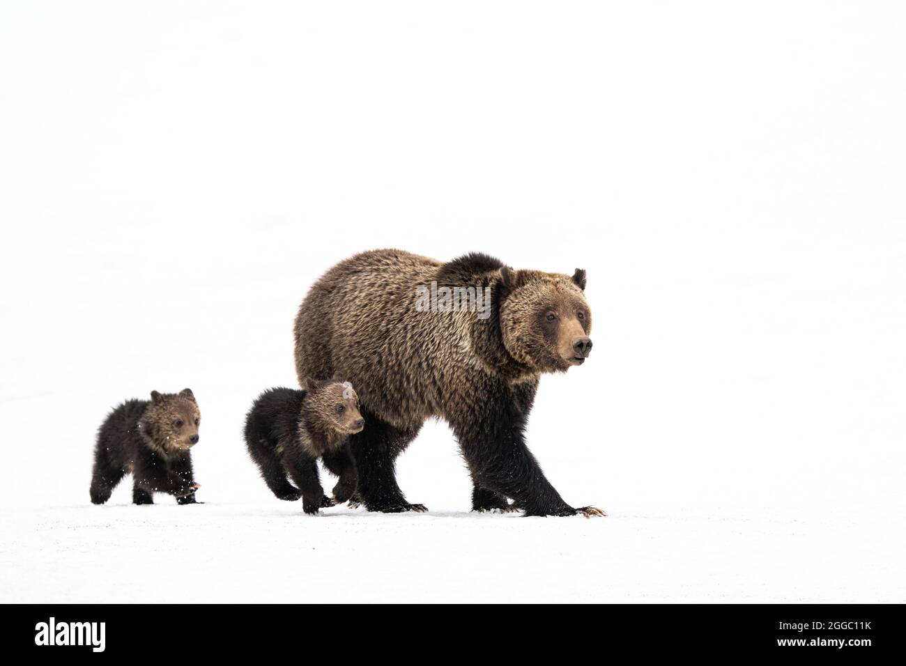 Orso Grizzly Foto Stock