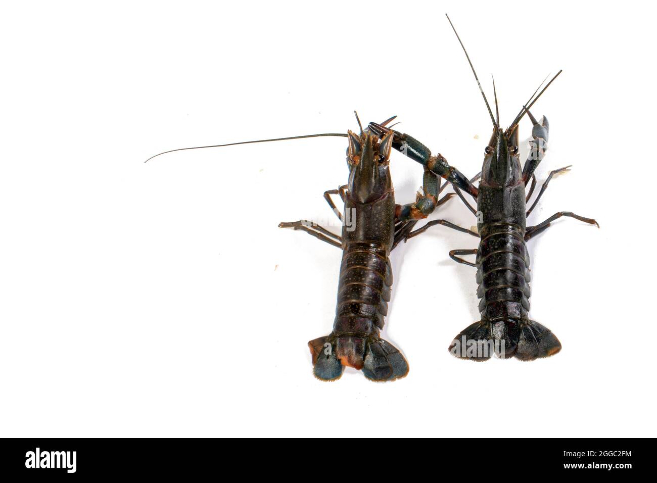 Sfondo bianco dello studio di aragosta d'acqua dolce Foto Stock
