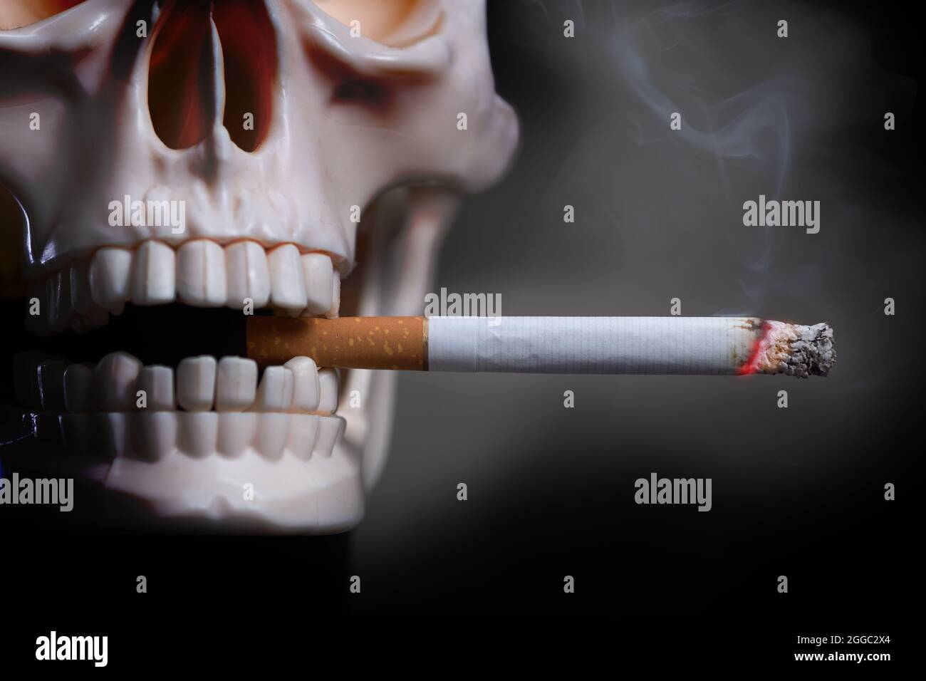 Il cranio umano fuma una sigaretta su sfondo nero. Modello di cranio umano in plastica con sigaretta bruciante nei denti Foto Stock