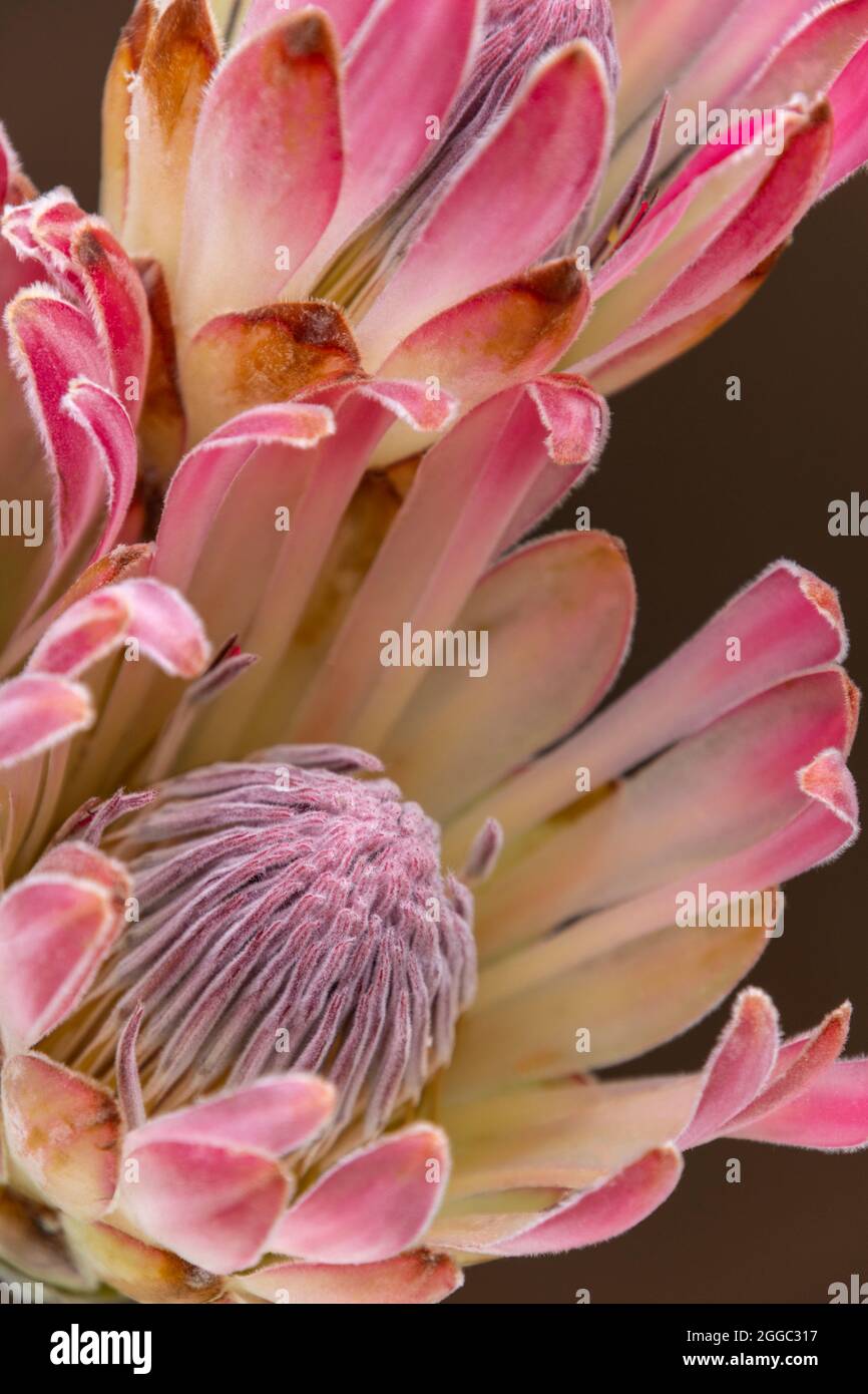 Tre fiori di Protea rosa esotici, che sono una grande risorsa per i fioristi Foto Stock