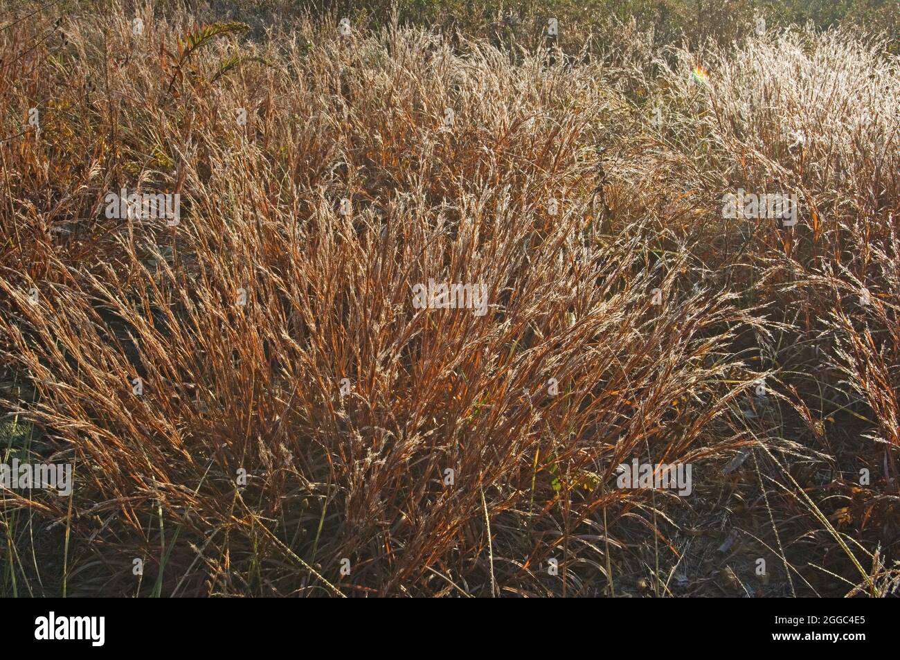 Erba di piccolo bluestem Foto Stock