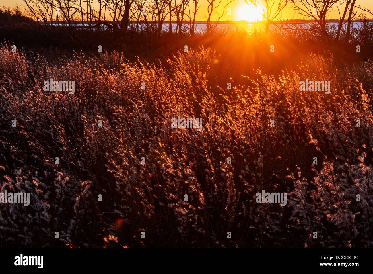 Erba di piccolo bluestem Foto Stock