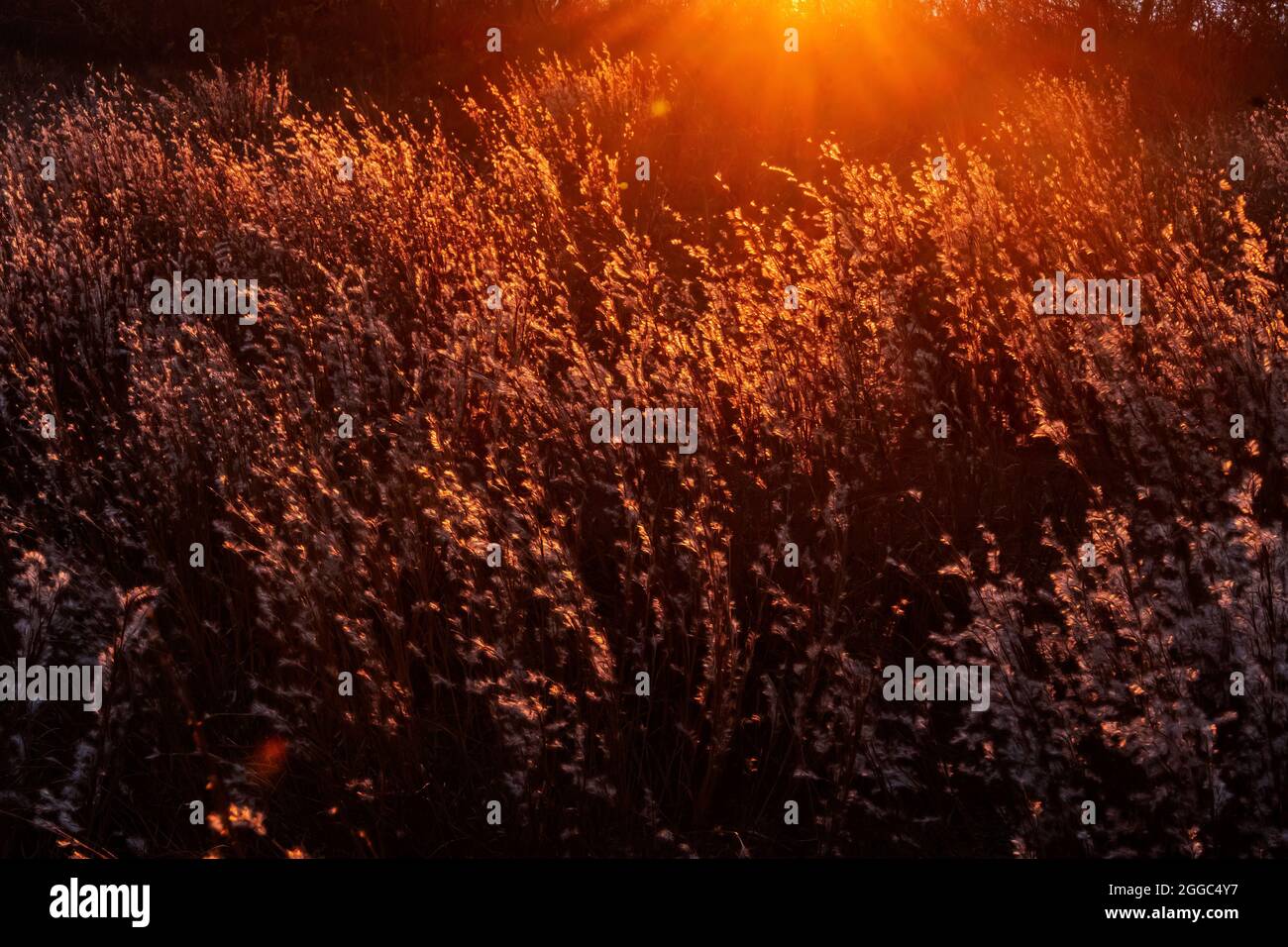 Erba di piccolo bluestem Foto Stock