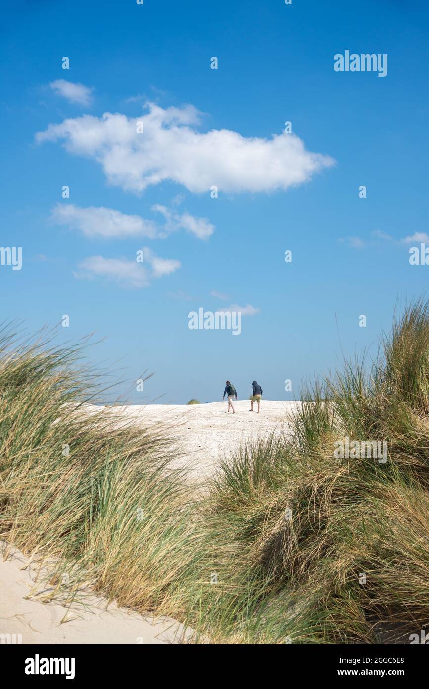 Piccole dune di recente formazione a Zandmotor a Terheide, Olanda Foto Stock